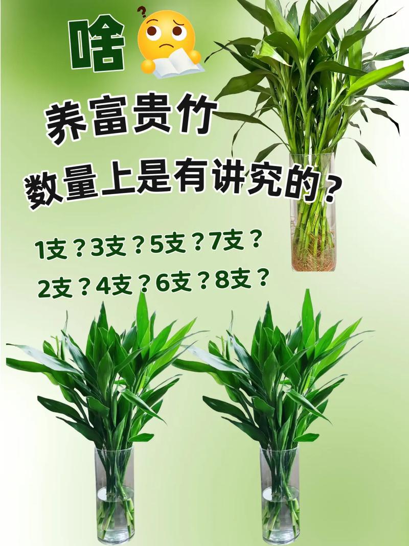 如何养富贵竹？如何养富贵竹水培？-第2张图片-优品飞百科