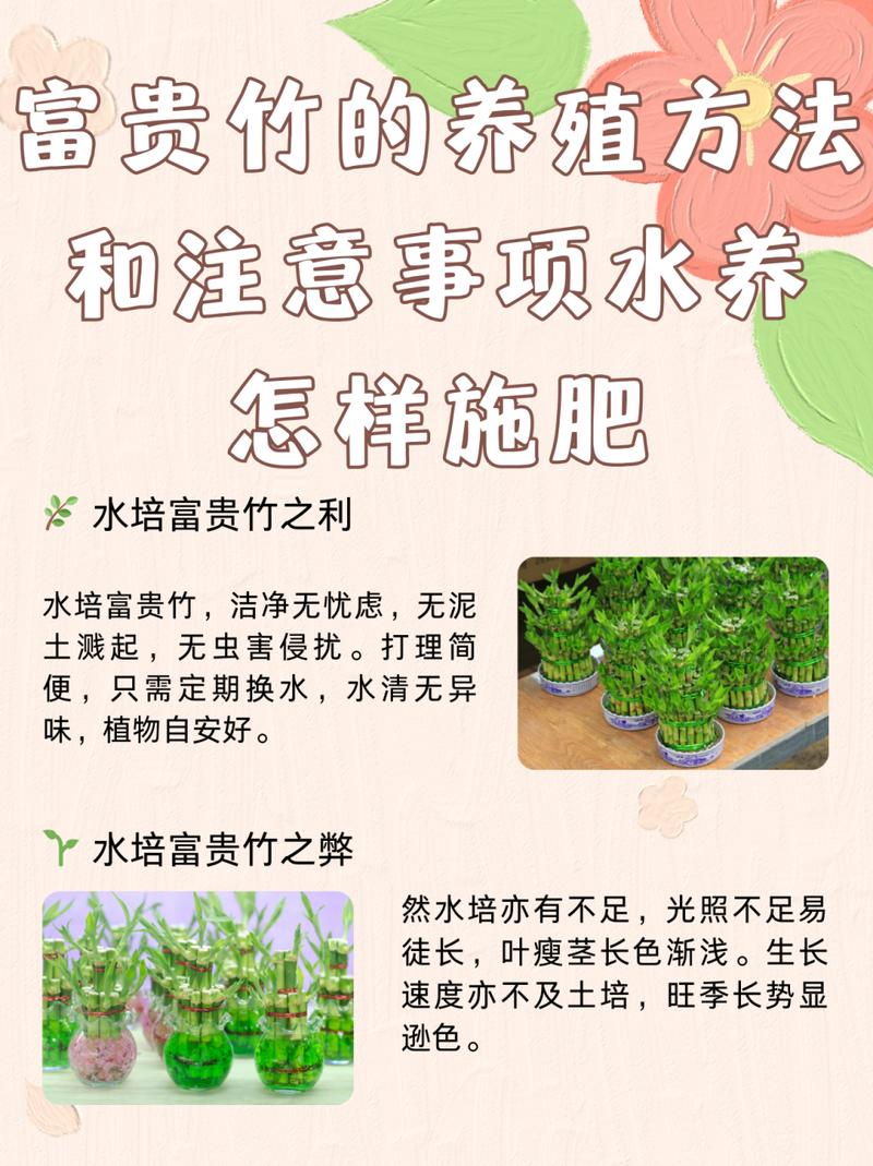 如何养富贵竹？如何养富贵竹水培？-第3张图片-优品飞百科