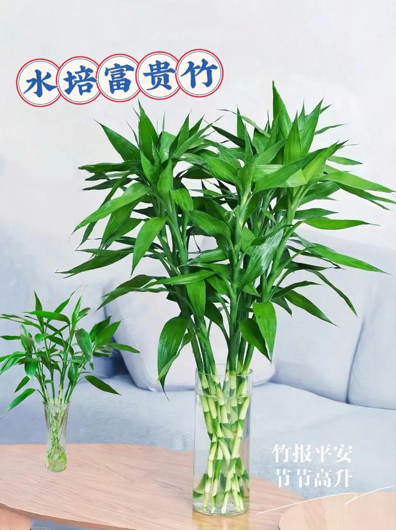 如何养富贵竹？如何养富贵竹水培？-第4张图片-优品飞百科