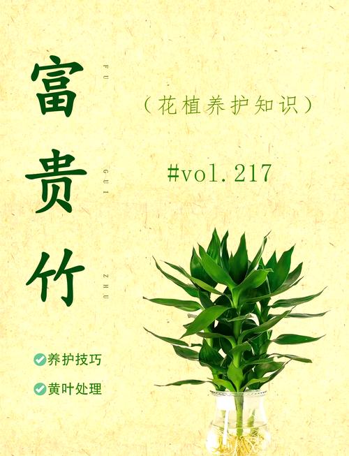 如何养富贵竹？如何养富贵竹水培？-第5张图片-优品飞百科