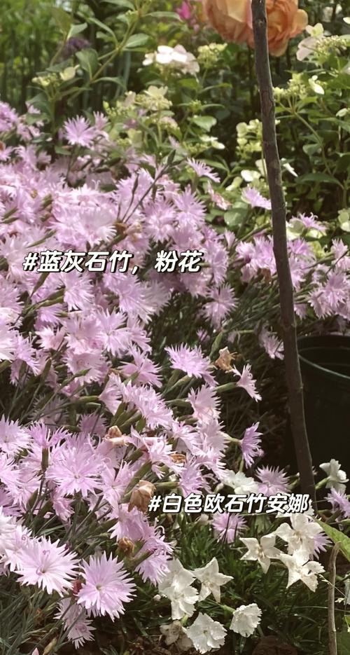 常夏石竹种子怎么种，常夏石竹多少钱一株-第2张图片-优品飞百科