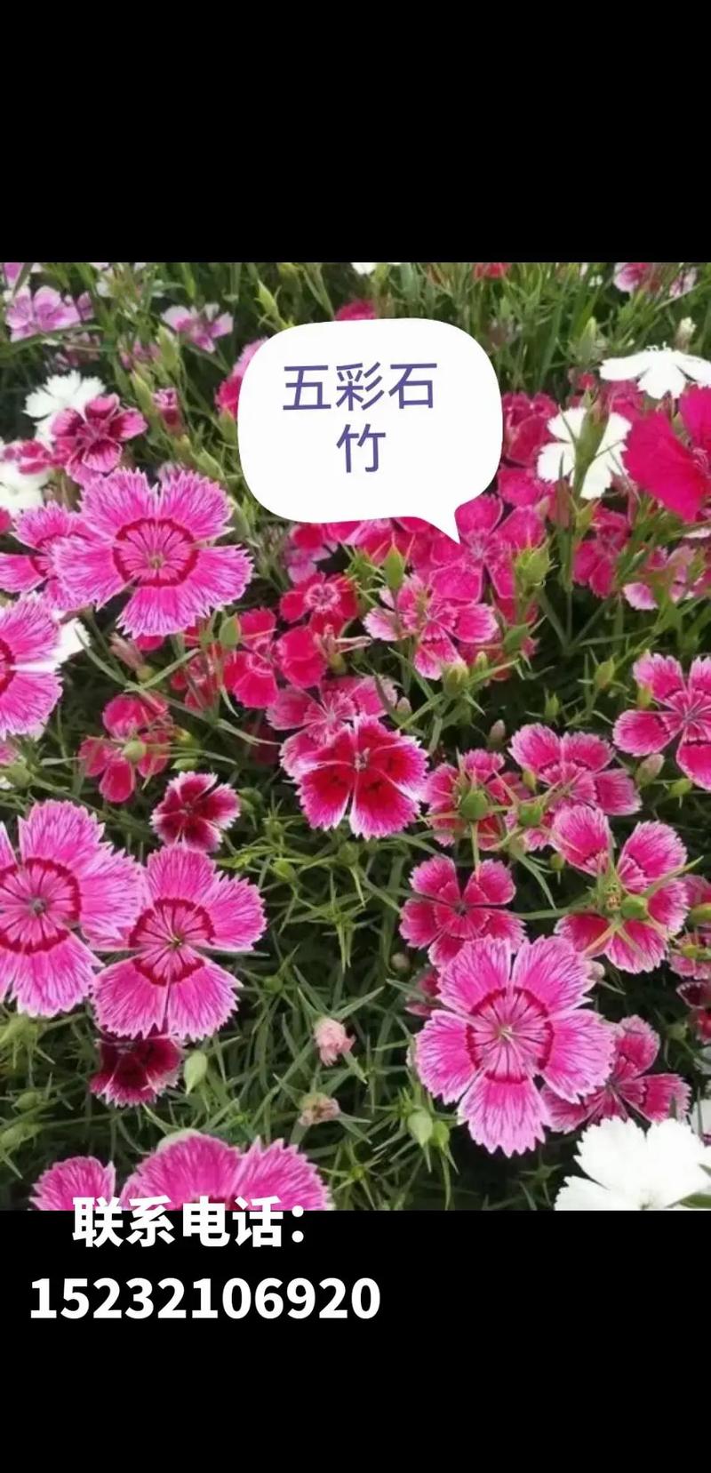 常夏石竹种子怎么种，常夏石竹多少钱一株