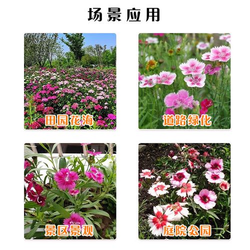 常夏石竹种子怎么种，常夏石竹多少钱一株-第3张图片-优品飞百科