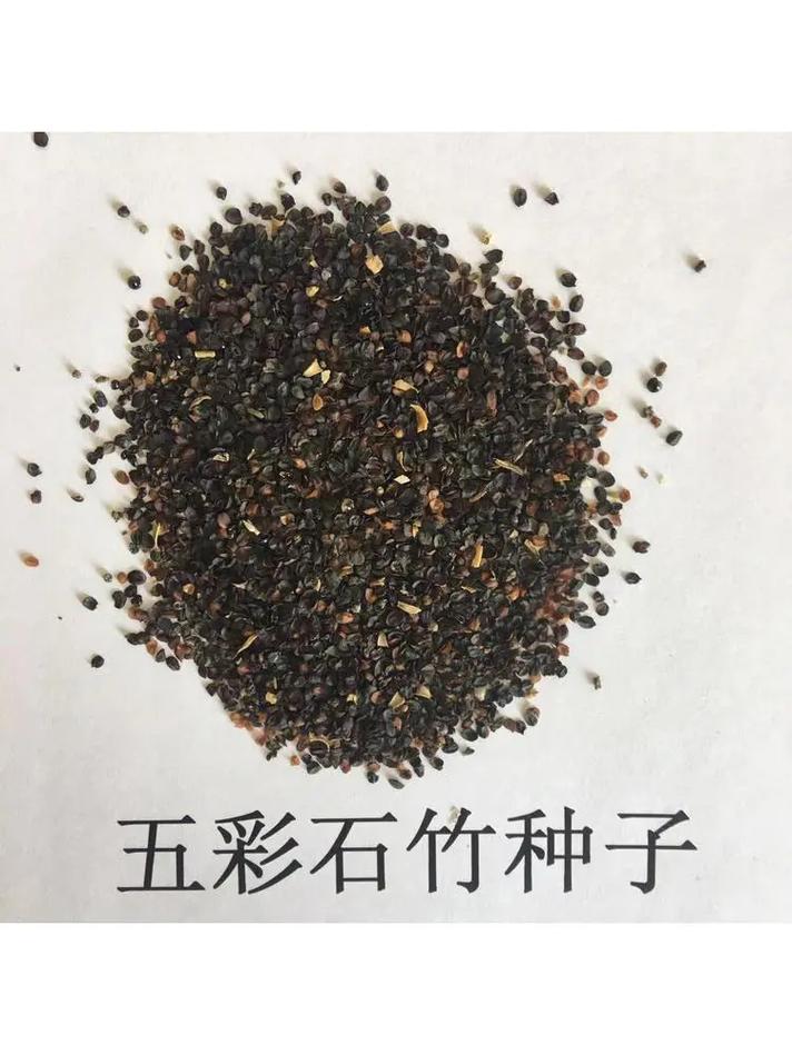 常夏石竹种子怎么种，常夏石竹多少钱一株-第4张图片-优品飞百科