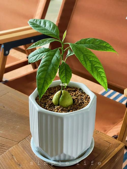 牛油果怎么种，牛油果怎么种植方法和技术