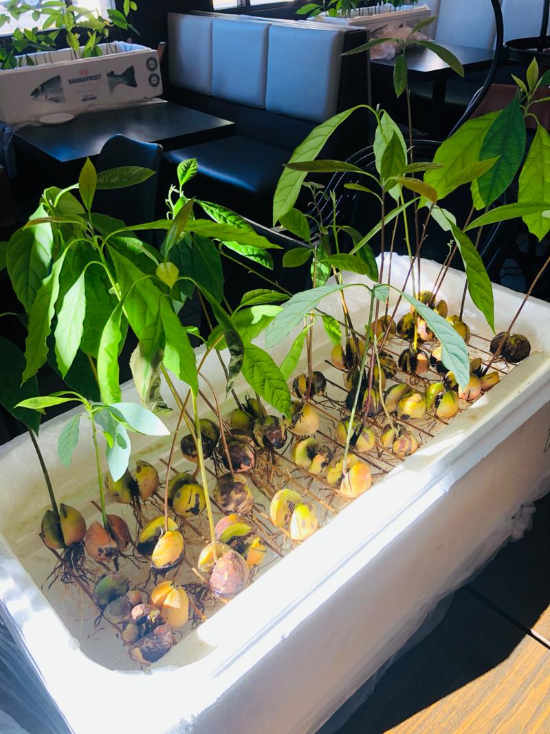 牛油果怎么种，牛油果怎么种植方法和技术-第2张图片-优品飞百科