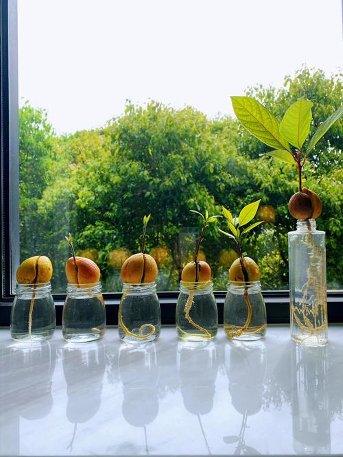 牛油果怎么种，牛油果怎么种植方法和技术-第3张图片-优品飞百科