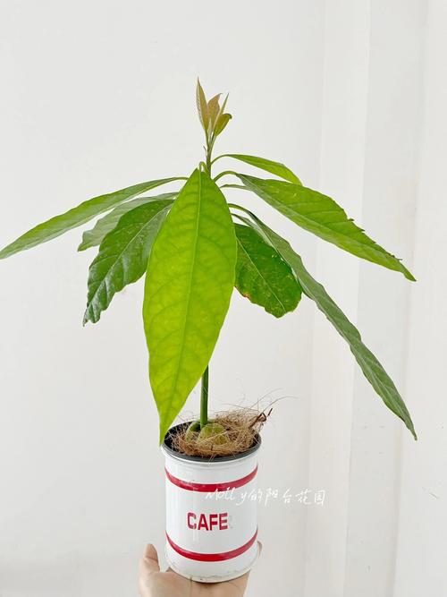 牛油果怎么种，牛油果怎么种植方法和技术-第4张图片-优品飞百科