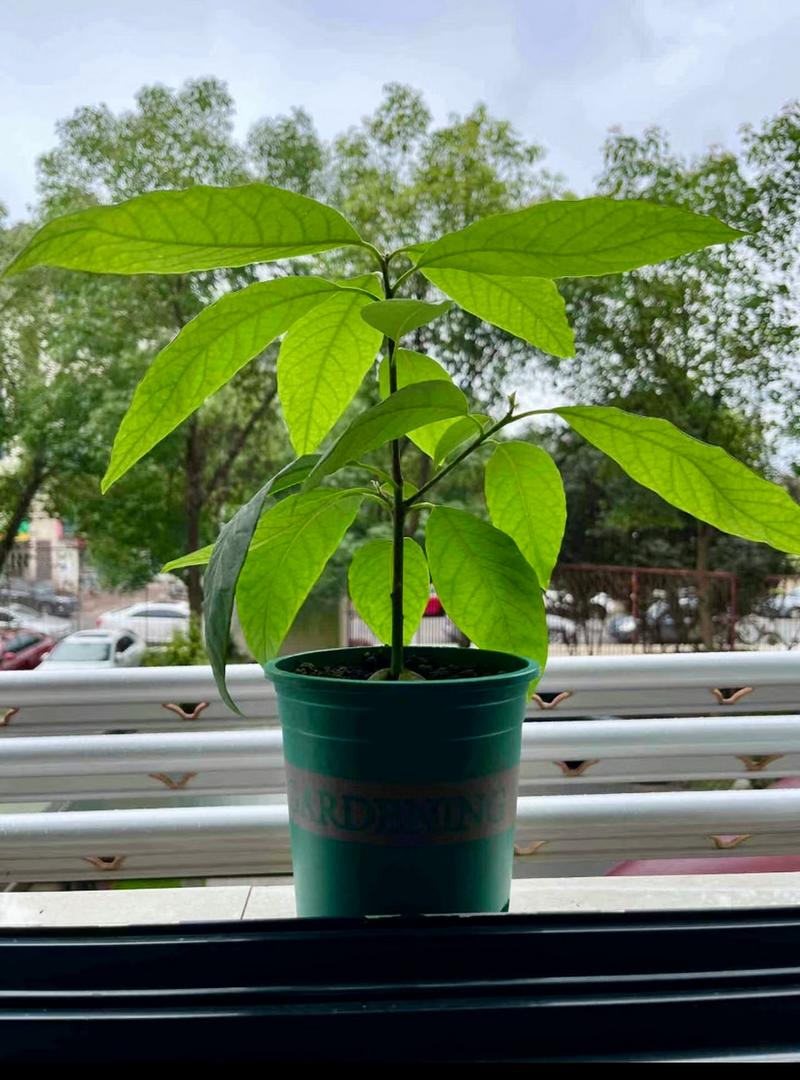 牛油果怎么种，牛油果怎么种植方法和技术-第5张图片-优品飞百科