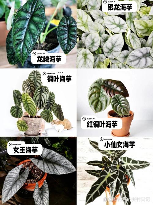 海芋的养殖方法和注意事项？海芋放客厅大忌？-第2张图片-优品飞百科