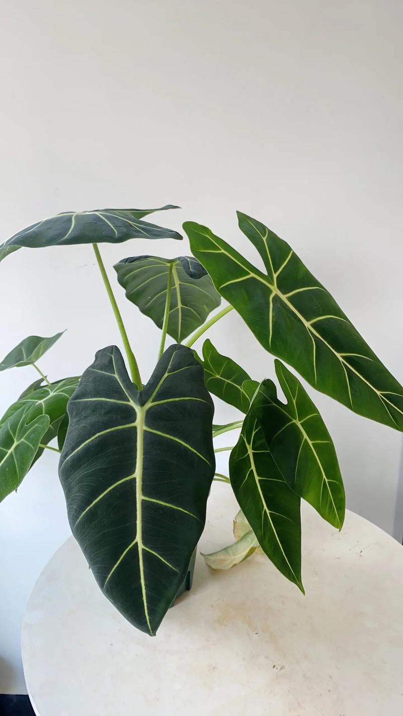 海芋的养殖方法和注意事项？海芋放客厅大忌？-第4张图片-优品飞百科