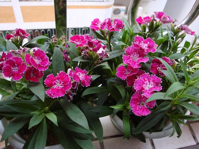 香石竹养殖方法？香石竹种植方法？