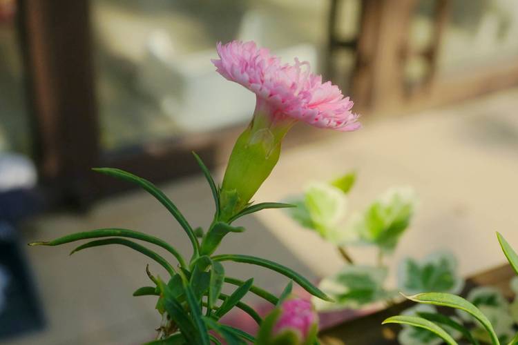 香石竹养殖方法？香石竹种植方法？-第2张图片-优品飞百科