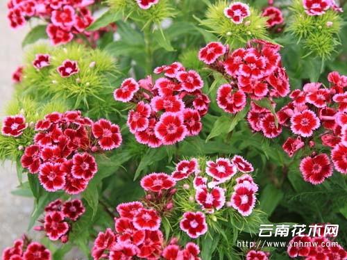 香石竹养殖方法？香石竹种植方法？-第4张图片-优品飞百科
