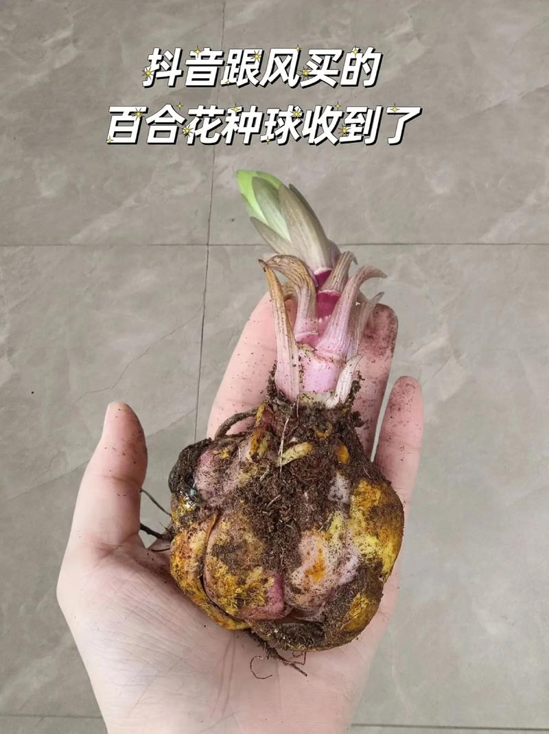 新买的百合怎么养，新买的百合怎么养护和管理？