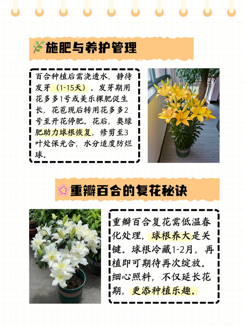 新买的百合怎么养，新买的百合怎么养护和管理？-第3张图片-优品飞百科