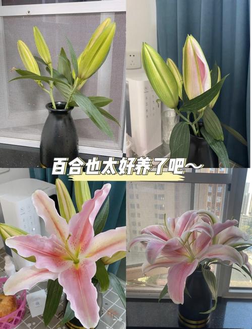 新买的百合怎么养，新买的百合怎么养护和管理？-第4张图片-优品飞百科