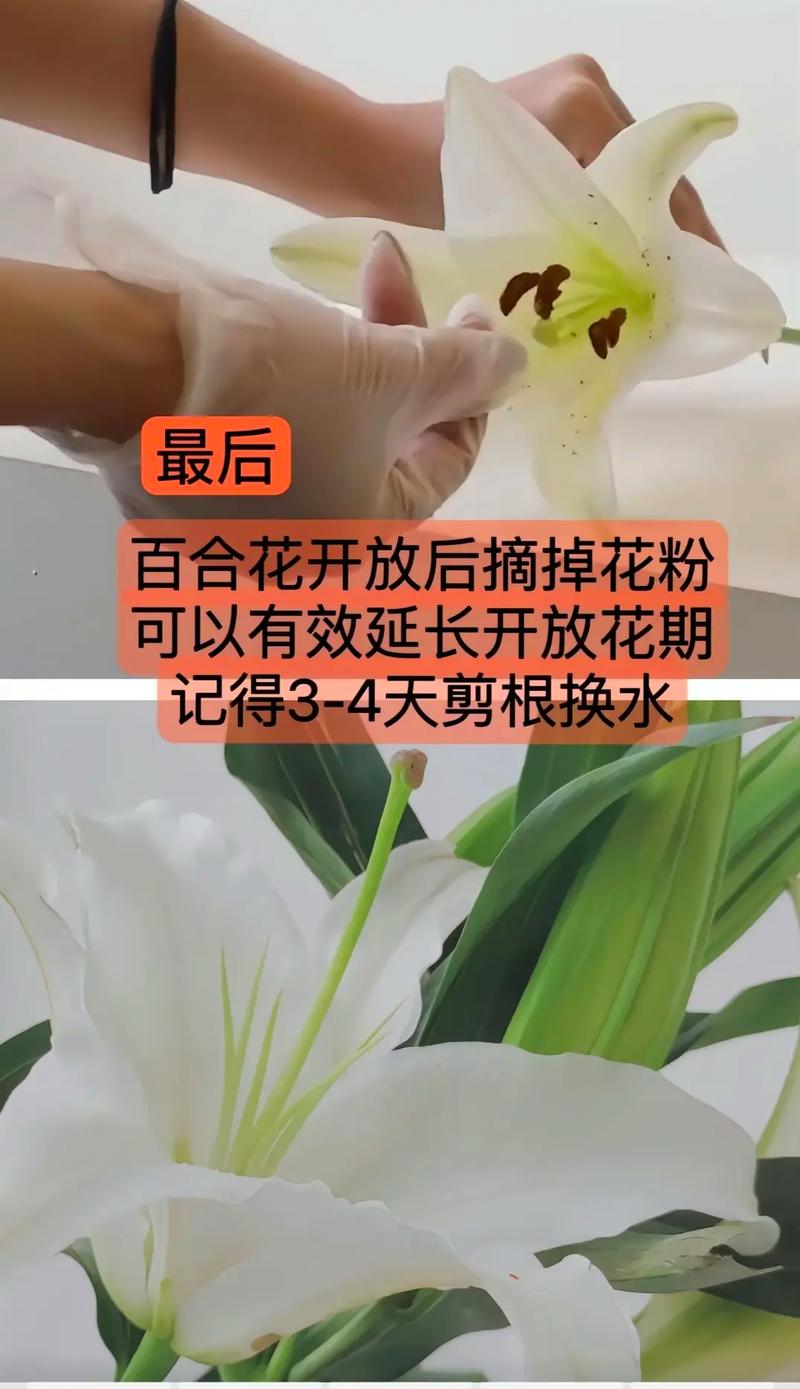 新买的百合怎么养，新买的百合怎么养护和管理？-第5张图片-优品飞百科