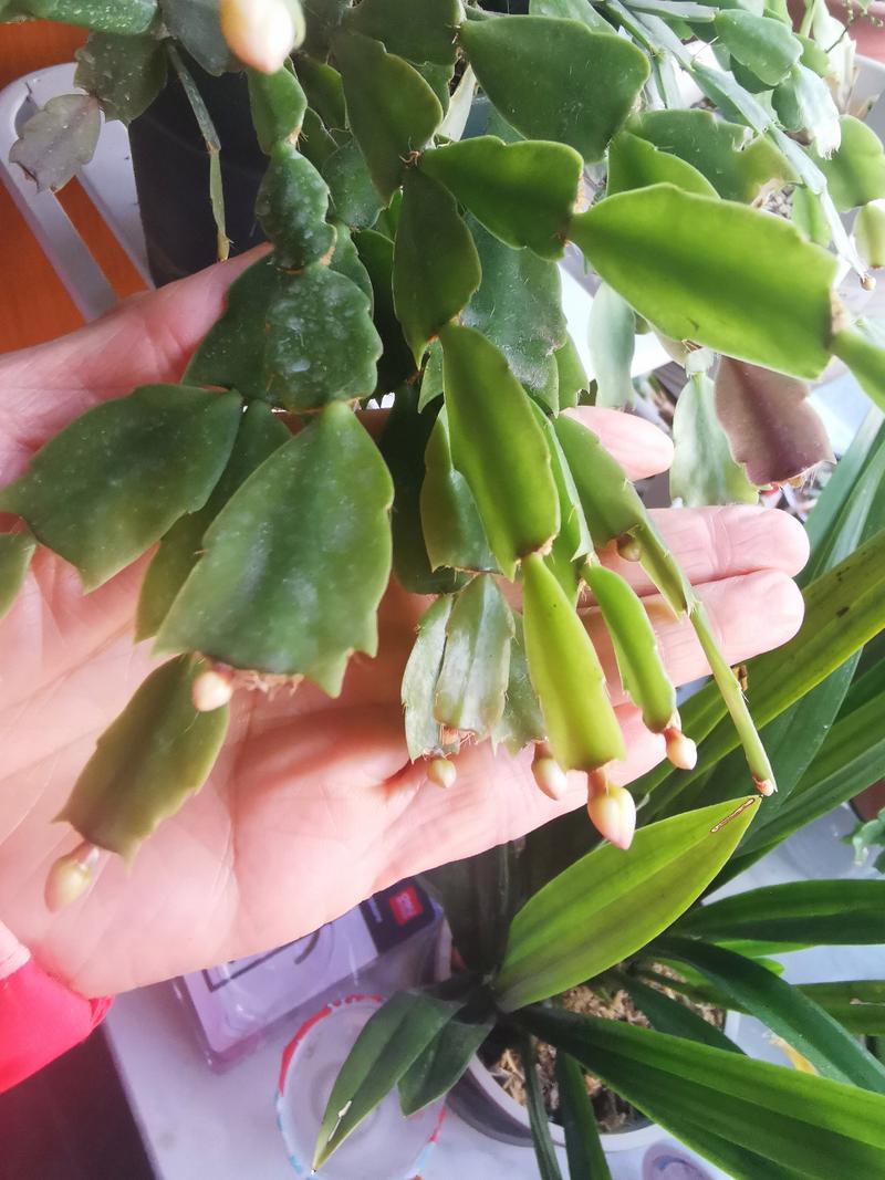 蟹爪兰喝点它，蟹爪兰烧水