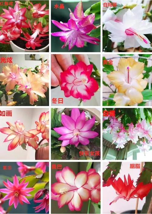 蟹爪兰喝点它，蟹爪兰烧水-第2张图片-优品飞百科
