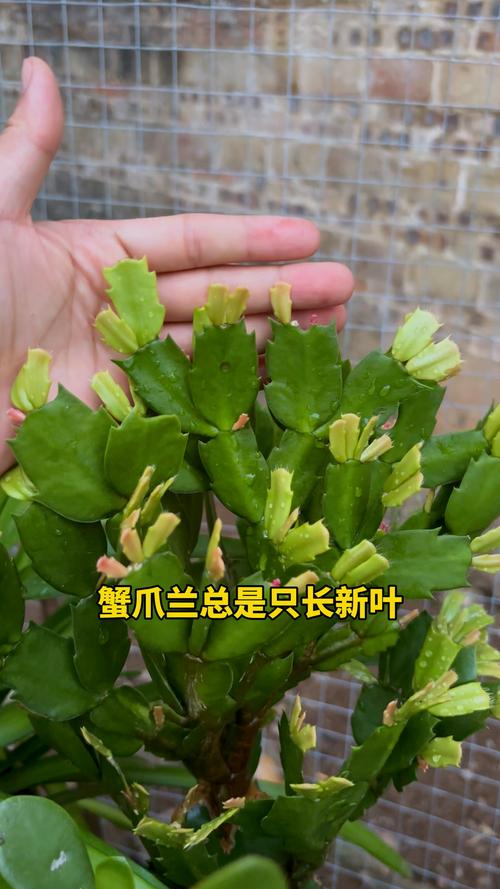 蟹爪兰喝点它，蟹爪兰烧水-第3张图片-优品飞百科
