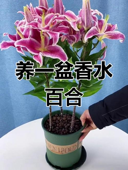 盆栽百合花怎么养，盆栽百合花怎么养成红色的-第2张图片-优品飞百科