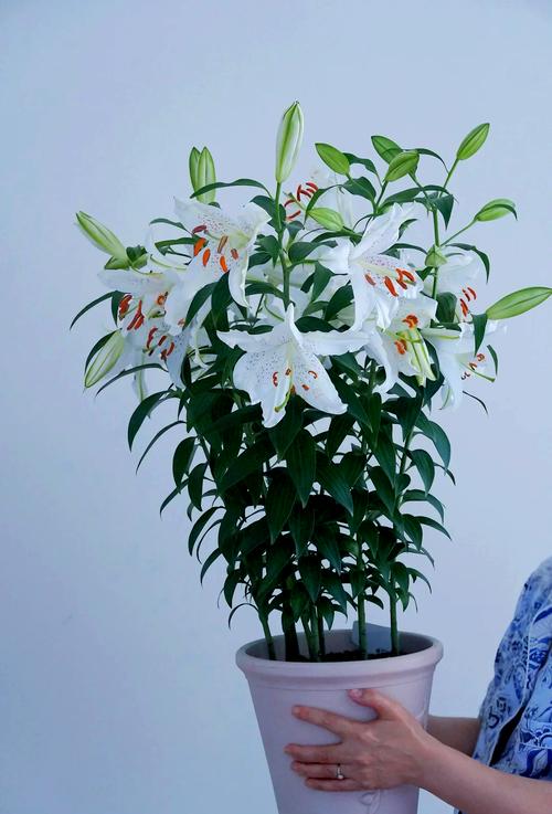 盆栽百合花怎么养，盆栽百合花怎么养成红色的-第3张图片-优品飞百科