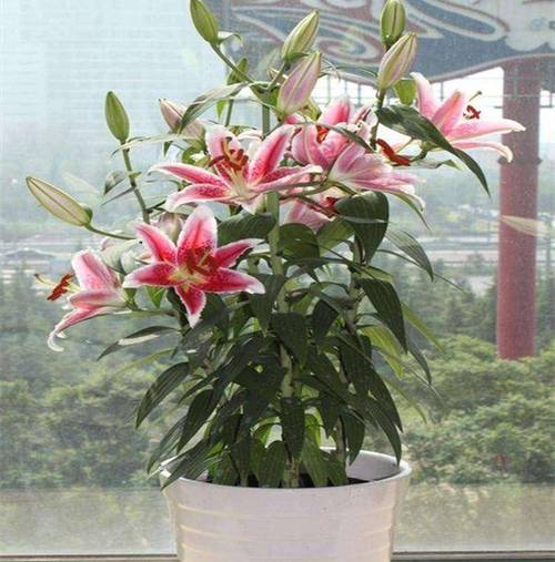 盆栽百合花怎么养，盆栽百合花怎么养成红色的-第4张图片-优品飞百科