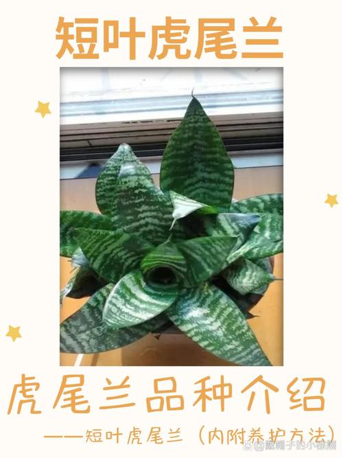 小虎尾兰怎么养？虎尾兰幼苗图片？-第3张图片-优品飞百科