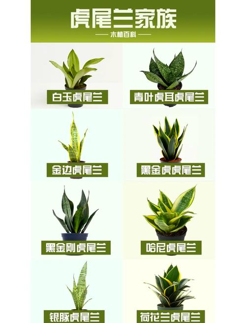小虎尾兰怎么养？虎尾兰幼苗图片？-第6张图片-优品飞百科