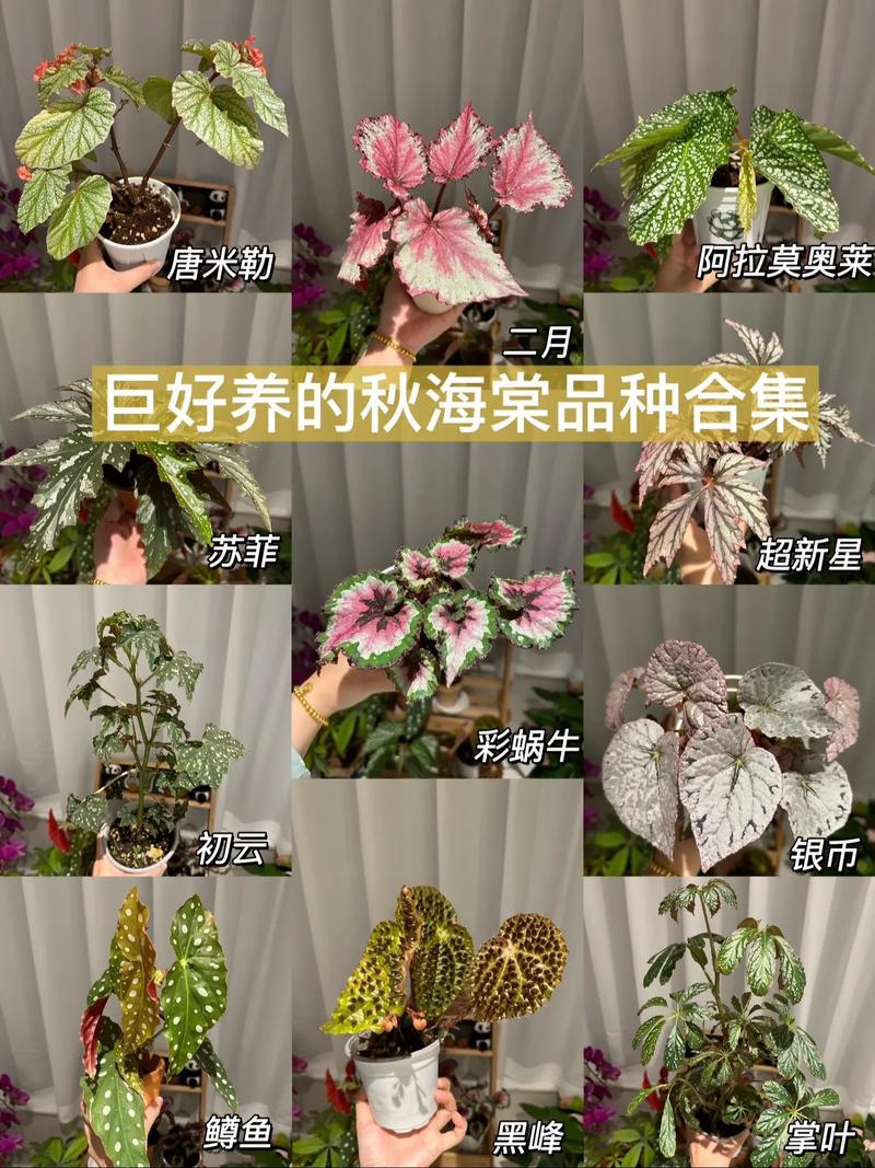 秋海棠怎么繁殖？秋海棠的繁殖方法和注意事项？-第5张图片-优品飞百科