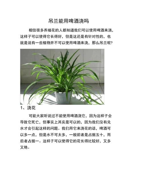 吊兰能用啤酒浇吗？吊兰浇啤酒水可以吗7？-第6张图片-优品飞百科