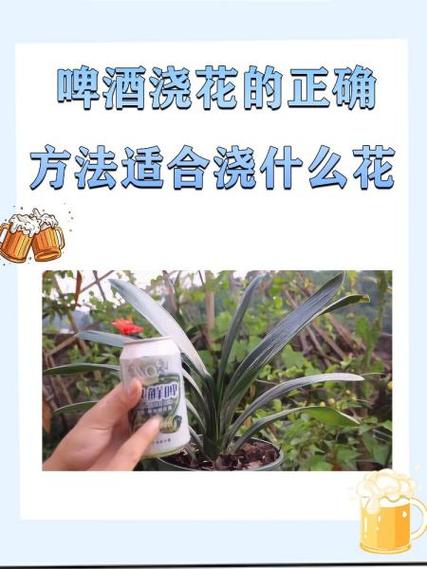 吊兰能用啤酒浇吗？吊兰浇啤酒水可以吗7？-第7张图片-优品飞百科