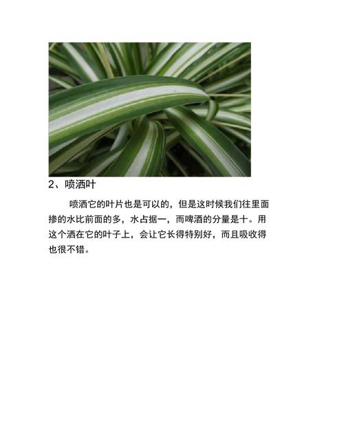 吊兰能用啤酒浇吗？吊兰浇啤酒水可以吗7？-第8张图片-优品飞百科