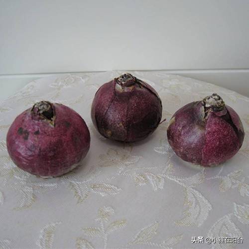 风信子冬天怎么养，风信子怎么过冬？-第2张图片-优品飞百科