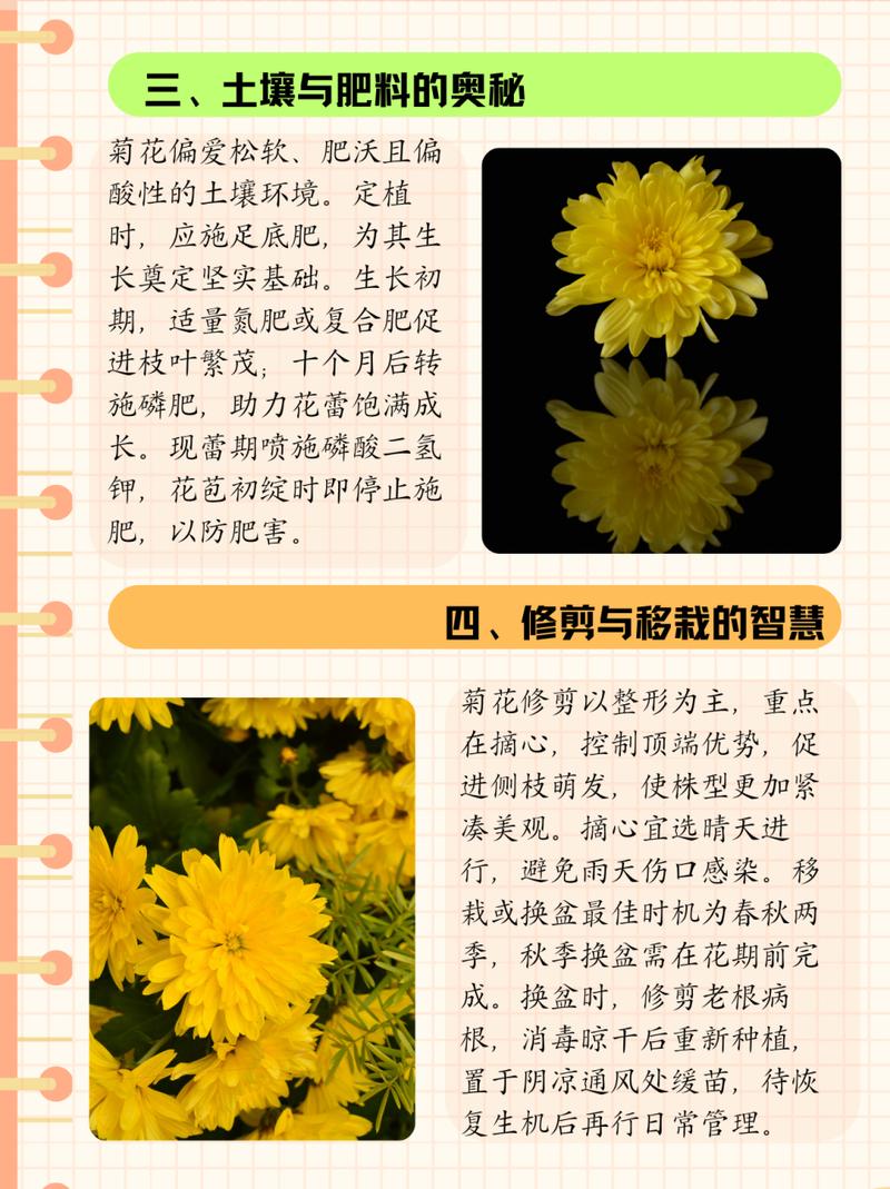 菊花的养殖方法和注意事项，菊花的养殖方法和注意事项视频？-第4张图片-优品飞百科