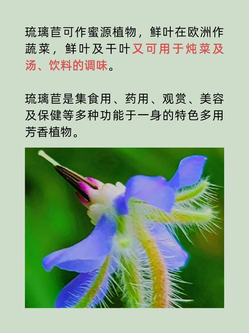 琉璃苣的繁殖方法，琉璃苣怎么养-第2张图片-优品飞百科