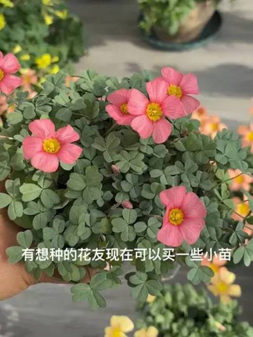 酢浆草夏天怎么养？酢浆草夏天怎么养护？