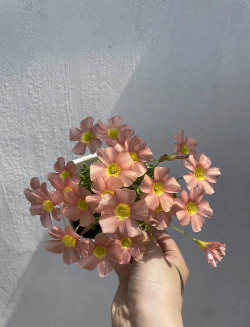 酢浆草夏天怎么养？酢浆草夏天怎么养护？-第3张图片-优品飞百科