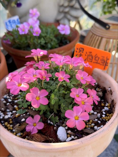 酢浆草夏天怎么养？酢浆草夏天怎么养护？-第5张图片-优品飞百科