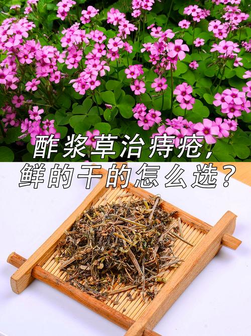 酢浆草夏天怎么养？酢浆草夏天怎么养护？-第6张图片-优品飞百科