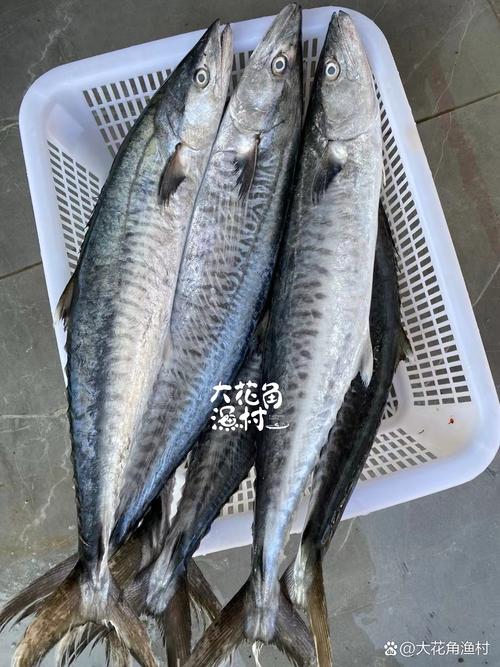 吃剩的“骨头”别扔垃圾桶，吃剩的骨头叫什么-第5张图片-优品飞百科
