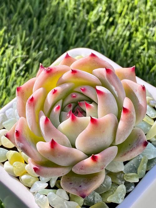 水蜜桃的种植与管理，水蜜桃种苗-第3张图片-优品飞百科