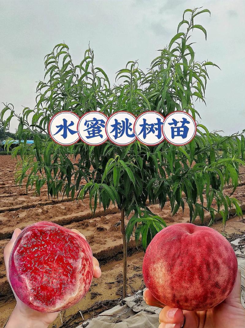 水蜜桃的种植与管理，水蜜桃种苗-第4张图片-优品飞百科