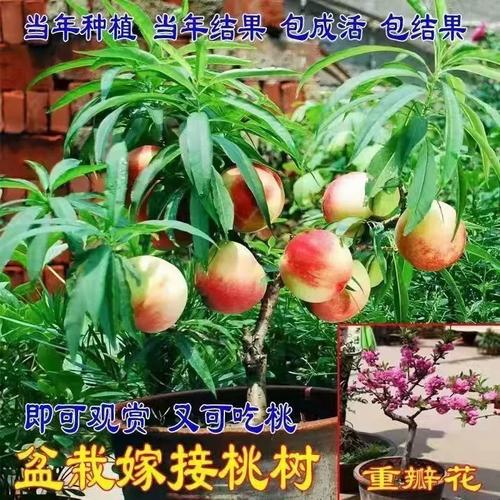 水蜜桃的种植与管理，水蜜桃种苗-第6张图片-优品飞百科