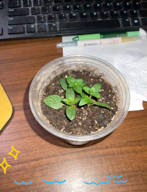 薄荷扦插方法，薄荷扦插方法有哪些？-第2张图片-优品飞百科
