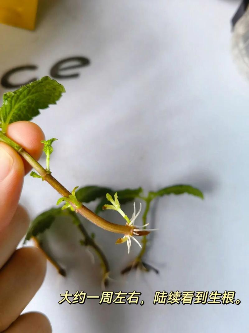 薄荷扦插方法，薄荷扦插方法有哪些？-第3张图片-优品飞百科
