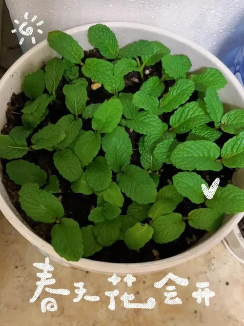薄荷扦插方法，薄荷扦插方法有哪些？-第4张图片-优品飞百科