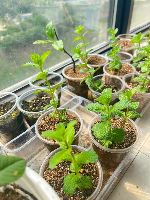 薄荷扦插方法，薄荷扦插方法有哪些？-第5张图片-优品飞百科