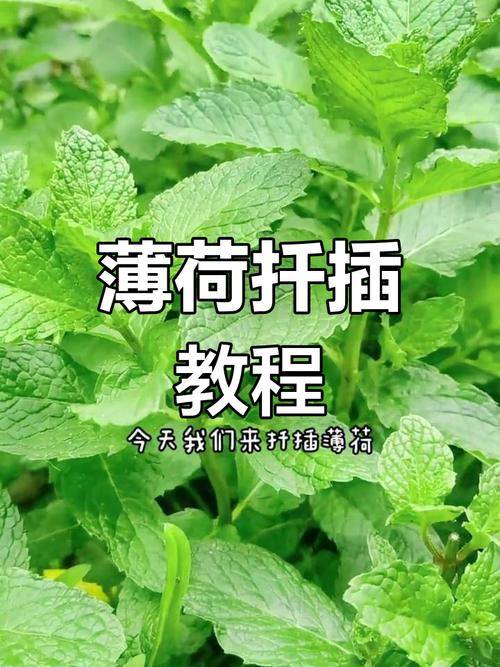 薄荷扦插方法，薄荷扦插方法有哪些？-第6张图片-优品飞百科